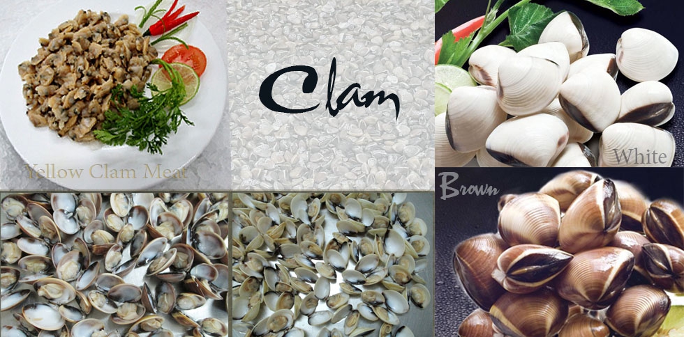 Clam